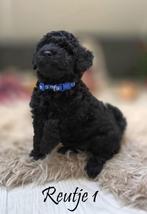 Dwergpoedel - Pups, Dieren en Toebehoren, Poedel, CDV (hondenziekte), 8 tot 15 weken, Meerdere