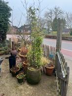 Zwarte bamboe 2 stuks, Tuin en Terras, Planten | Bomen, Bloeit niet, Halfschaduw, Overige soorten, Ophalen