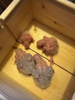 pyrrhura te koop!!, Meerdere dieren, Voor 1 juli 2024