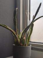 Cactus, Ruil voor Chocolade :), Zonder Pot!, Ophalen, Halfschaduw, Minder dan 100 cm, Groene kamerplant