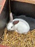 2 vrouwelijke vlinderkonijnen, Dieren en Toebehoren, Konijnen, Groot, Vrouwelijk