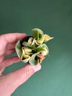 Hoya carnosa compacta variegata, Ophalen of Verzenden, Overige soorten, Minder dan 100 cm