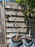 Ghadanne zwarte vijg uit Noord Marokko 4/5 jaar oud, Ophalen, Lente, Volle zon, In pot