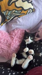 Poes, Dieren en Toebehoren, Katten en Kittens | Overige Katten, Poes