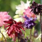 Akelei Zaden (500 zaden) – Biologisch – Liefdevol, Tuin en Terras, Bloembollen en Zaden, Verzenden, Volle zon, Zaad