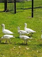 te koop ross-gans van 2025 geslacht onbekend 3stuks, Dieren en Toebehoren, Pluimvee, Geslacht onbekend, Gans of Zwaan