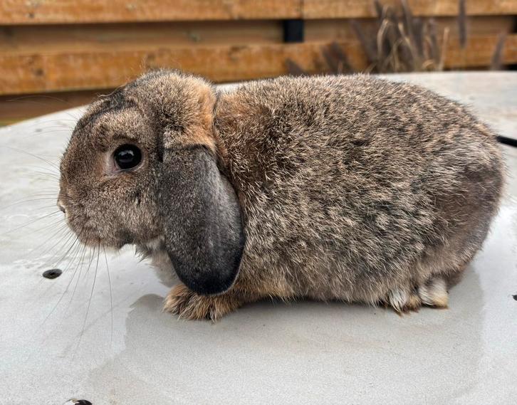 Konijngrijs Nederlandse hangoor dwerg, Dieren en Toebehoren, Konijnen, Dwerg, Mannelijk, Hangoor