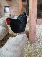 Wyandotte krielen, Dieren en Toebehoren, Pluimvee, Vrouwelijk, Kip