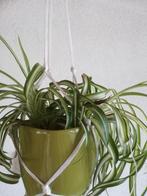 Graslelie 4 euro, Ophalen, Overige soorten, Minder dan 100 cm