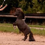 Land gezocht voor uniek paardenproject – wie denkt mee?, Dieren en Toebehoren, Stalling en Weidegang, Weidegang, 4 paarden of pony's of meer