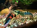 Cherax sp peacock (baby), Dieren en Toebehoren, Kreeft, Krab of Garnaal, Zoetwatervis