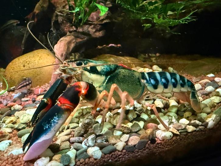 Cherax sp peacock (baby), Dieren en Toebehoren, Vissen | Aquariumvissen, Zoetwatervis, Kreeft, Krab of Garnaal