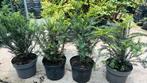Taxus baccata 40/60 in 23 cm pot nu vanaf €5,00, Ophalen, Taxus, Minder dan 100 cm