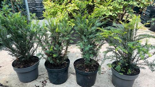 Taxus baccata 40/60 in 23 cm pot nu vanaf €5,00, Tuin en Terras, Planten | Struiken en Hagen, Taxus, Minder dan 100 cm, Ophalen