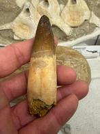 Gewortelde Spinosaurus tand, Ophalen of Verzenden, Fossiel