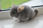 chinchilla 2 vrouwtjes, Dieren en Toebehoren, Knaagdieren, Augustus, Vrouwelijk, Chinchilla