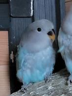 Baby donker blauw, Dieren en Toebehoren, Vogels | Parkieten en Papegaaien, Geslacht onbekend, Dwergpapegaai of Agapornis, Tam