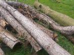 Stammen voor openhaardhout te maken, Tuin en Terras, Haardhout, 6 m³ of meer, Ophalen, Eikenhout, Stammen