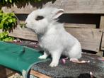 Konijn, Dieren en Toebehoren, Konijnen, Mannelijk, Middelgroot, 0 tot 2 jaar