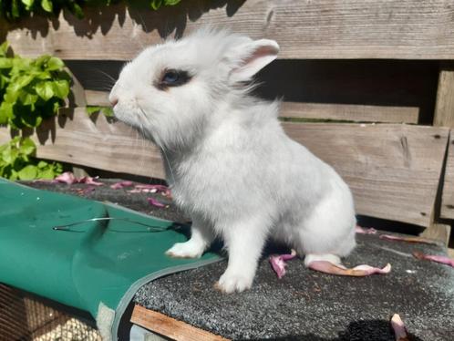 Konijn, Dieren en Toebehoren, Konijnen, Middelgroot, Mannelijk, 0 tot 2 jaar