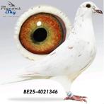 Postduif 100% Ludo Claessens., Dieren en Toebehoren, Mannelijk, Postduif