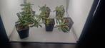 carruanthus ringens, Vetplant, Ophalen of Verzenden, Minder dan 100 cm, Volle zon