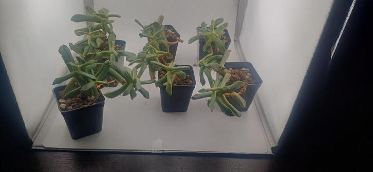 carruanthus ringens, Huis en Inrichting, Kamerplanten, Vetplant, Minder dan 100 cm, Groene kamerplant, Volle zon, Ophalen of Verzenden