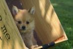 Dwergkees pups,pomeriaan , Spitz,keeshond pup 💖💖💖, Dieren en Toebehoren, 15 weken tot 1 jaar, Buitenland, Meerdere, Meerdere dieren