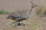Kuiftinamoe onverwante mannen, Dieren en Toebehoren, Mannelijk, Wildzangvogel, Geringd