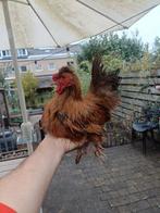 2 haantjes, Dieren en Toebehoren, Pluimvee, Mannelijk, Kip