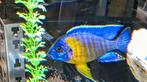 Aulonocara Maulana Malawi Cichliden, Vis, Zoetwatervis