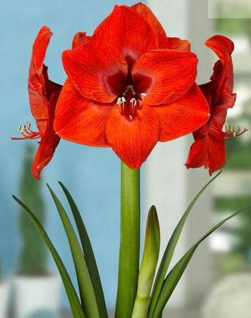 Amaryllis Bollen - Prachtige Bloemen voor Binnen! beschikbaar voor biedingen