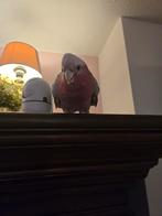 ROSE Kaketoe  chanel, Dieren en Toebehoren, Vogels | Parkieten en Papegaaien, Vrouwelijk, Tam