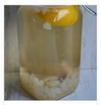 Kefir korrels, voor gezonde probiotica drank !!, Ophalen of Verzenden