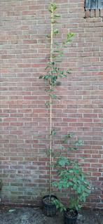 Amelanchier lamarckii, krentenboom, Ophalen, Volle zon, Overige soorten