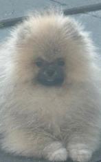 Pomeriaan Reutje pup puppy pomeranian fci stamboom, Dieren en Toebehoren, Honden | Poolhonden, Keeshonden en Oertypen, 15 weken tot 1 jaar