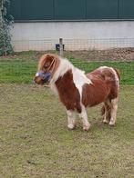 Te koop een mooie vos bonte mini merrie en dek hengstje, Dieren en Toebehoren, Pony's, Hengst, A pony (tot 1.17m), Gechipt, 11 jaar of ouder