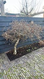 Kronkel hazelaar, Ophalen, Volle zon, Overige soorten