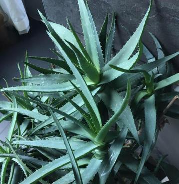 Bio Aloe Vera in de bloempotten diverse vintage potten beschikbaar voor biedingen
