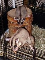 Sugar gliders, April, Mannelijk