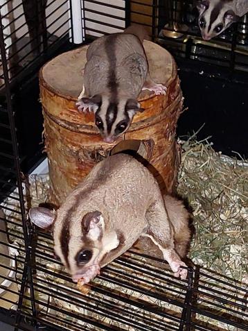 Sugar gliders beschikbaar voor biedingen