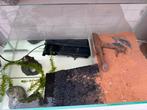 Muskusschildpadden inclusief aquarium en toebehoren, Dieren en Toebehoren, Ophalen, Nieuw