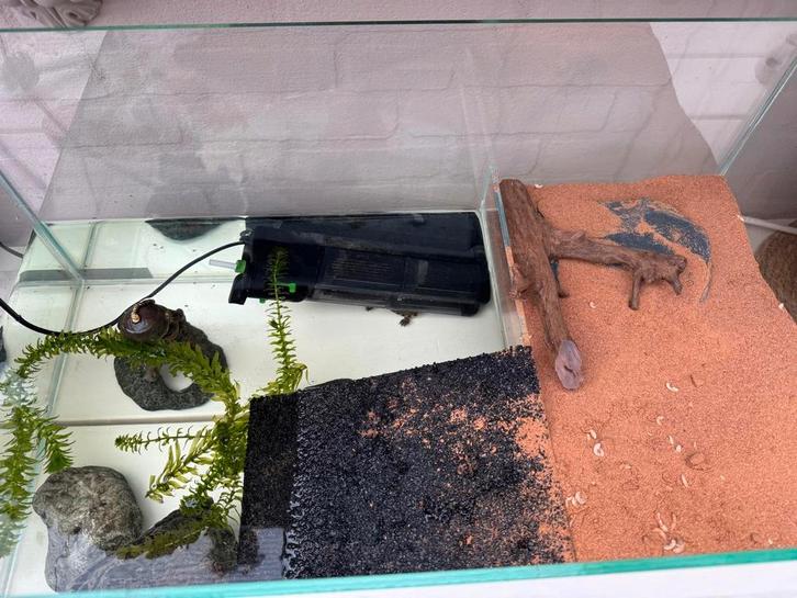 Muskusschildpadden inclusief aquarium en toebehoren, Dieren en Toebehoren, Vissen | Aquaria en Toebehoren, Nieuw, Ophalen
