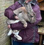 2x lieve vlaamse reus rammen gecastreerd, Dieren en Toebehoren, Konijnen, Mannelijk, Groot, 0 tot 2 jaar