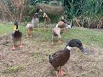 Loopeenden, Dieren en Toebehoren, Meerdere dieren, Eend