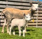 Diverse jaarlingen overlopers met 1 lam schaap ram ooi, Dieren en Toebehoren, Schapen, Geiten en Varkens, Meerdere dieren, Schaap