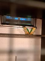 Zwartkop caiques, Mannelijk, Papegaai, Geringd