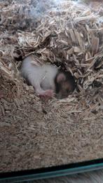 Baby goudhamster /Syrische hamster, Dieren en Toebehoren, September, Geslacht onbekend, Hamster