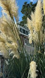 pampas per stuks, Tuin en Terras, Ophalen of Verzenden, Volle zon