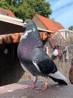Kropper doffer, Dieren en Toebehoren, Mannelijk, Kropper